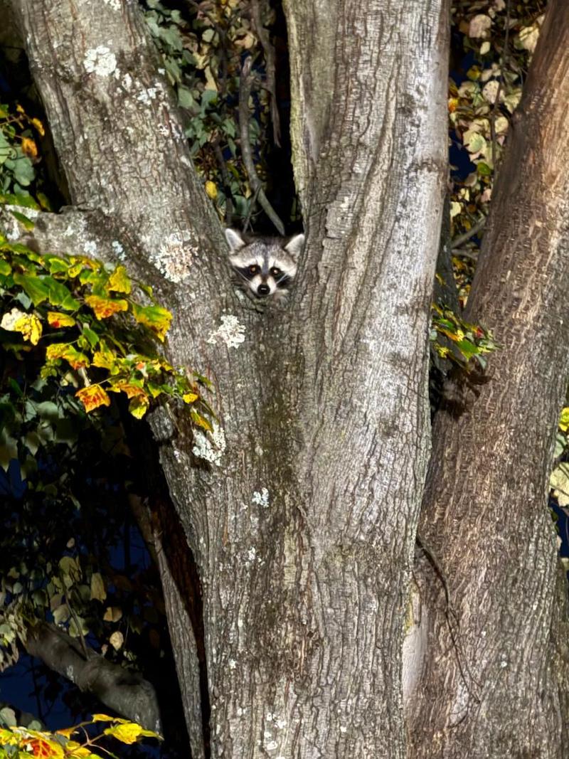 pets racoon in tree dhiggins