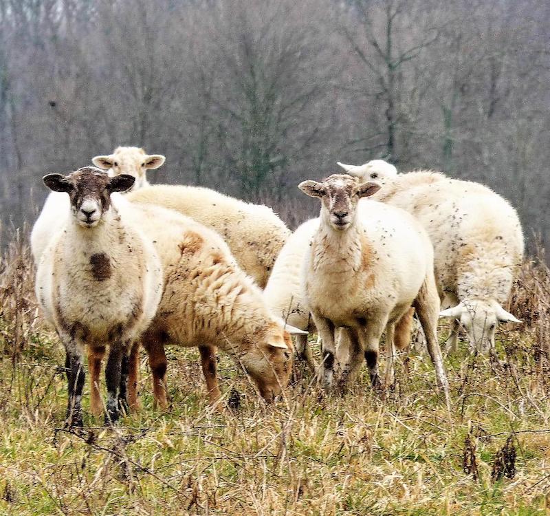 pets sheep ginny