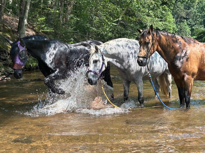 pets three horses in stream Alleerton