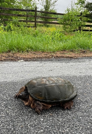pets turtle Christiansen