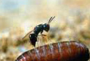 thumbnail fly parasite